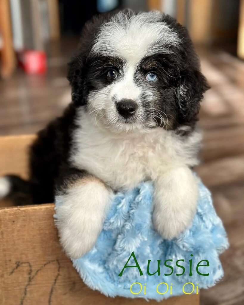 Aussiedoodle puppy - Doodle Pet Planet