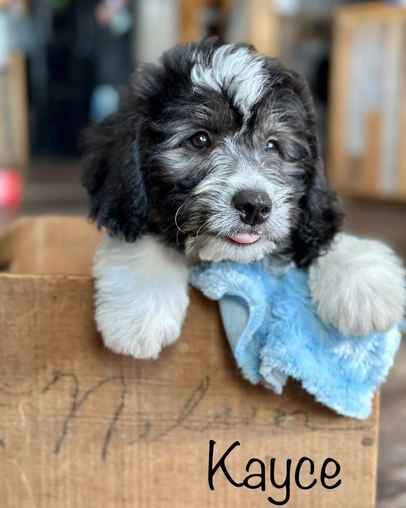 Aussiedoodle puppy-Kayce_Doodle Pet Planet