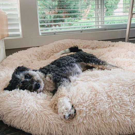 Dog Beds Aussiedoodles