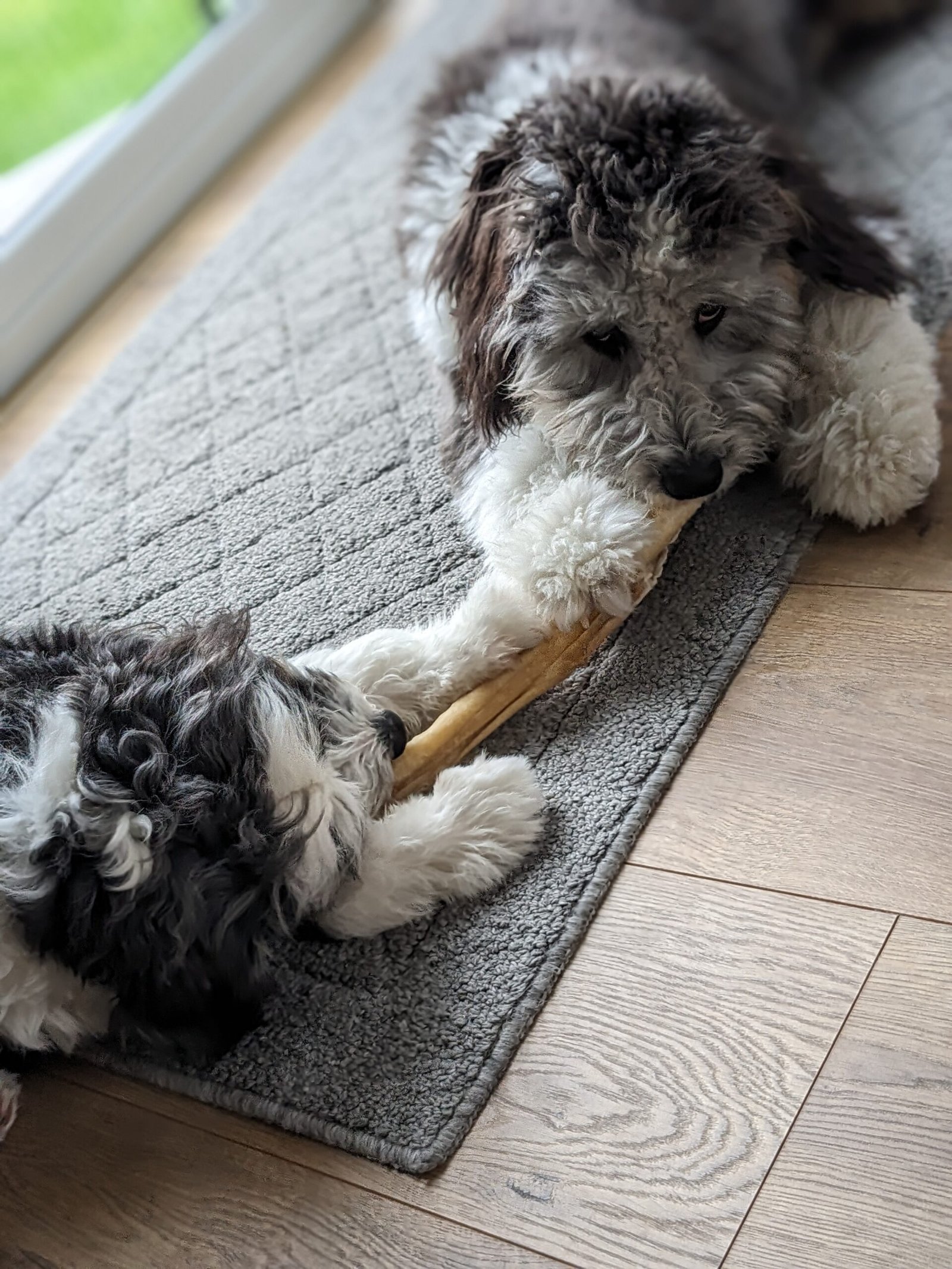 Aussiedoodle Bully Stick dog chew