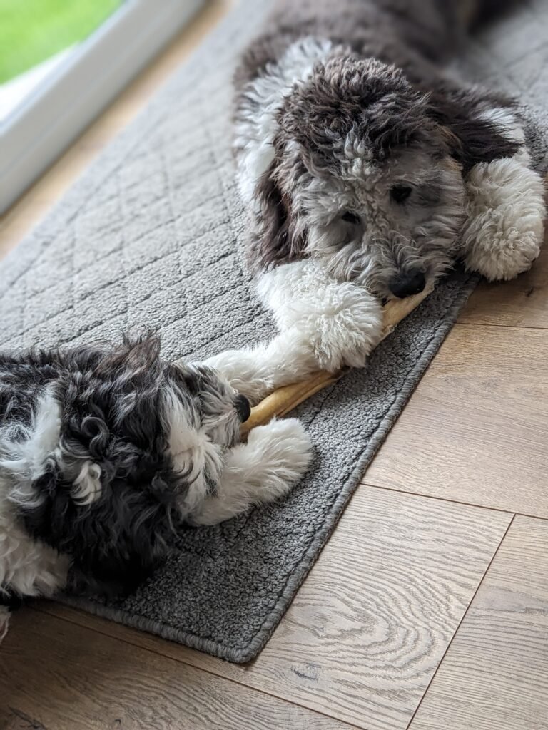 contact us aussiedoodle